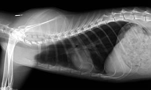猫の胸のレントゲン写真